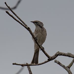 Striped Honeyeater