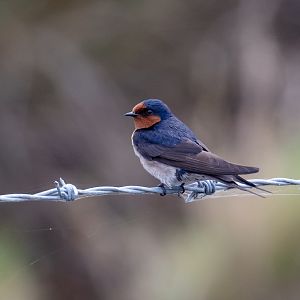 Welcome Swallow