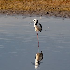 Stilt