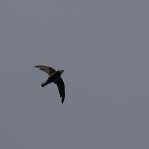 White-throated Needletail