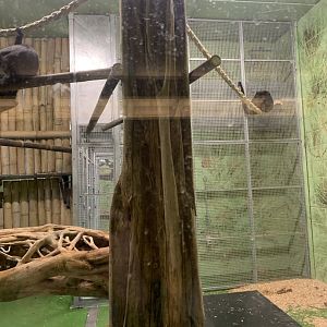 New spider monkey house interior 29/11/21