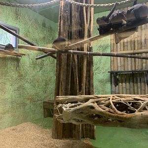 New spider monkey house interior 29/11/21