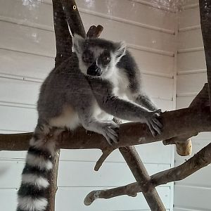Ring-tailed Lemur