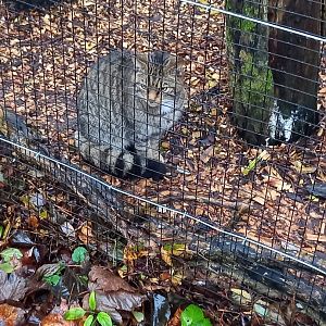 Scottish Wild Cat