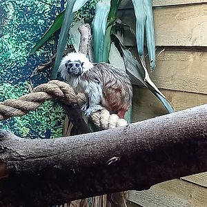Cottontop Tamarin