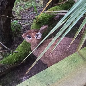Kirk's Dik-Dik