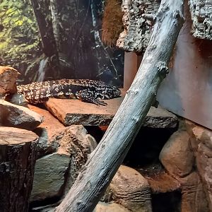 Black and White Tegu