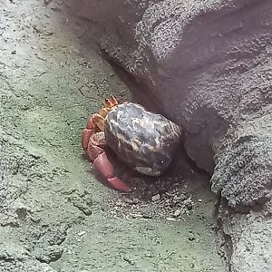 Hermit Crab