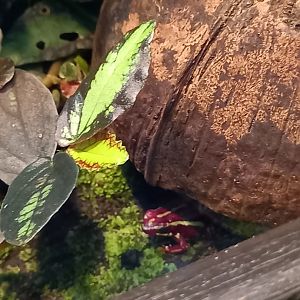 Phantasmal Poison Dart Frog