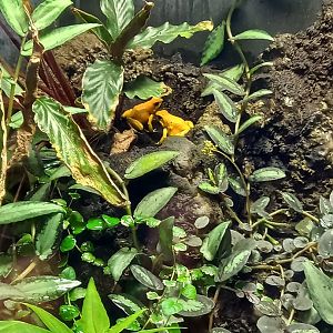 Golden Poison Dart Frogs