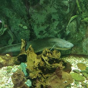 African Lungfish