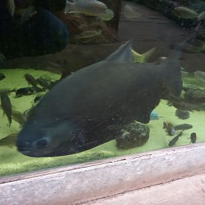 Pacu