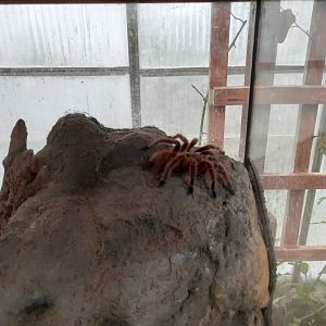 Chilean Rose Tarantula