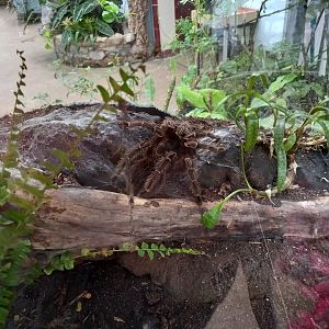 Bird-eating Tarantula