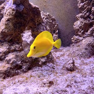 Yellow Tang