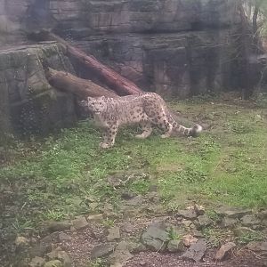Snow Leopard