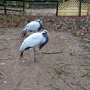 Demoiselle Cranes