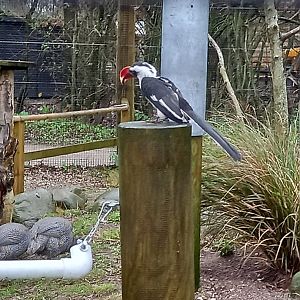 Von Der Decken's Hornbill