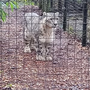 Snow Leopard