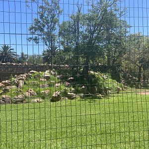 Marabou Stork Exhibit (Leptoptilos crumenifer) formerly Barbary Sheep (Ammotragus lervia)