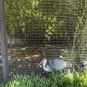 Wattled Crane Exhibit (Bugeranus carunculatus)