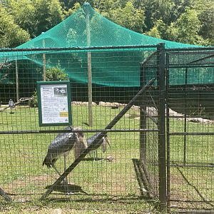 Marabou Stork Exhibit (Leptoptilos crumenifer)