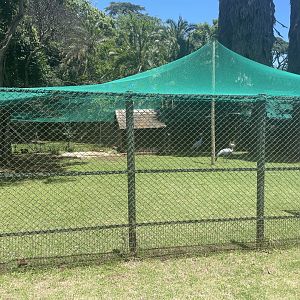 Blue Crane Exhibit (Anthropoides paradiseus)