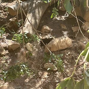 Six-Banded Armadillo (Euphractus sexcinctus)