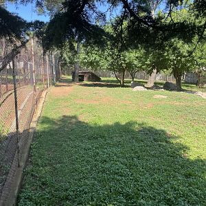 African Wild Dog Separation Exhibit (Lycaon pictus) formerly African Civet (Civettictis civetta)