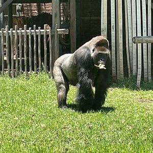 Makoko, Western Lowland Gorilla (Gorilla gorilla gorilla)