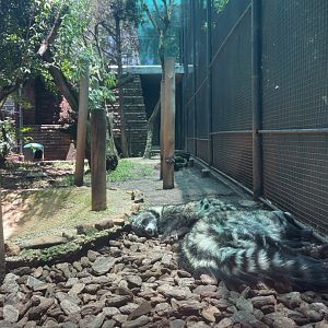 African Civet Exhibit (Civettictis civetta)