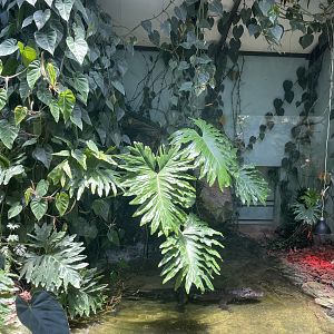 Indoor African Dwarf Crocodile Exhibit (Osteolaemus tetraspis)