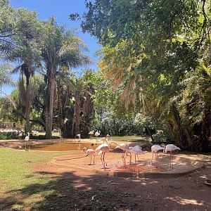 Greater and Lesser Flamingo Exhibit (Phoenicopterus roseus, Phoeniconaias minor)