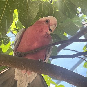 Galah (Eolophus roseicapilla)