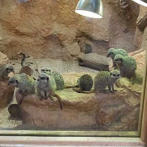 Meerkats