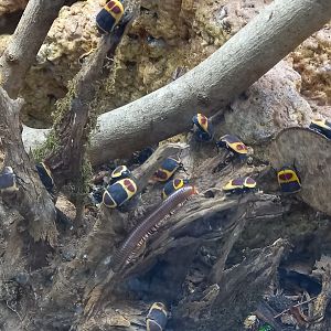Sun Beetles and Red-legged Millipede