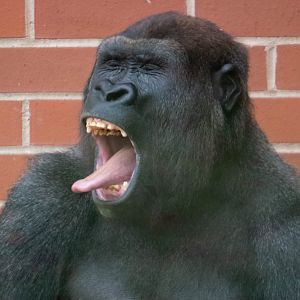 Lope - Western Lowland Gorilla