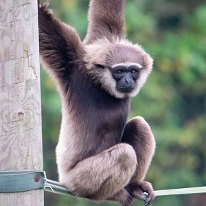 Agile Gibbon