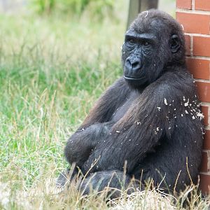 Shufai - Western Lowland Gorilla