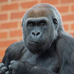 Western Lowland Gorilla - Asante