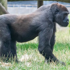 Western Lowland Gorilla Lope