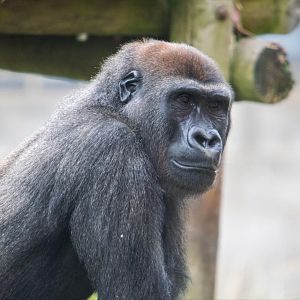 Western Lowland Gorilla Lope
