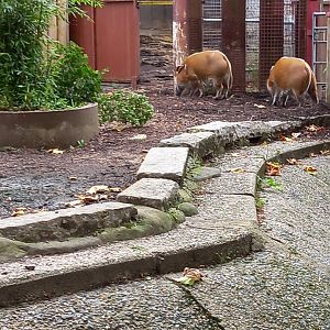 Red River Hogs @ London Zoo