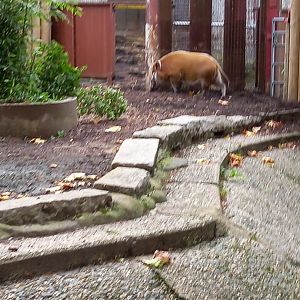 Red River Hog @ London zoo