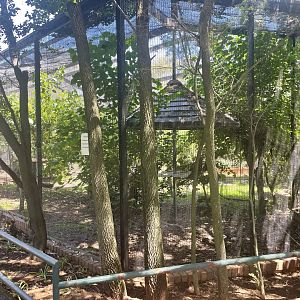 King Vulture Exhibit (Sarcoramphus papa)