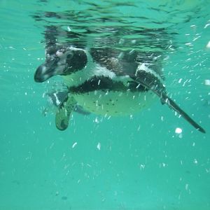 Humboldt Penguin - Zooparc de Beauval - 01/2019