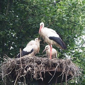 European white storks (Ciconia ciconia), Adult and juveniles on nest, 2021-07-03