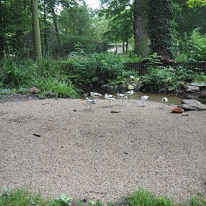 New wading bird beach at the former location of the beaver exhibit in the European aviary, 2021-07-03