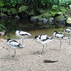 Pied avocets (Recurvirostra avosetta) and Common redshank (Tringa totanus), 2021-07-03