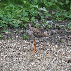 Common redshank (Tringa totanus), 2021-07-03